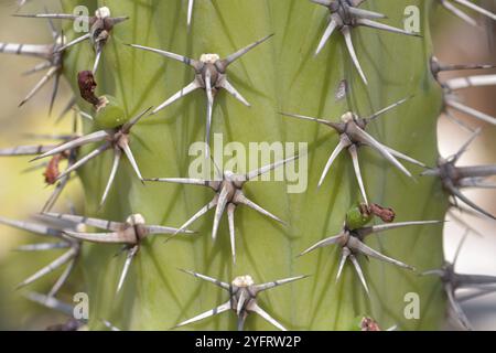 Ein Detail des Kaktusses im botanischen Garten von Monaco. Französische riviera Stockfoto