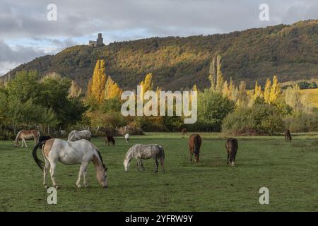 Pferde grasen im Herbst leise in einem Fahrerlager. Elsass, Frankreich, Europa Stockfoto