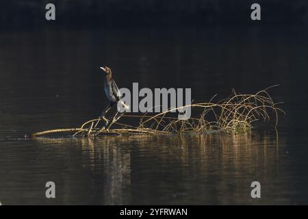 Zwergkormoran (Microcarbo pygmaeus), der auf einem Ast im Wasser thronte. Bas-Rhin, Elsass, Grand Est, Frankreich, Europa Stockfoto