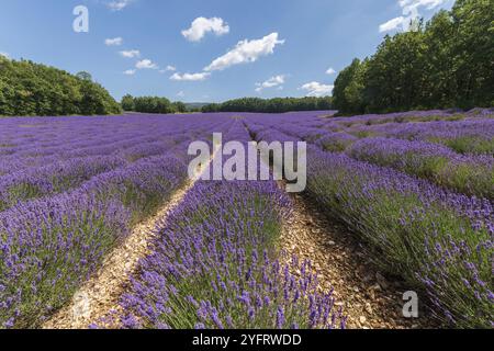 Lavendelfelder blühen in der Provence. Pays de Sault (Vaucluse) Stockfoto