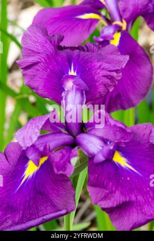 Beauty Iris ensata „Royal Radiance“ Rich lila, hellgelbe Signale Stockfoto