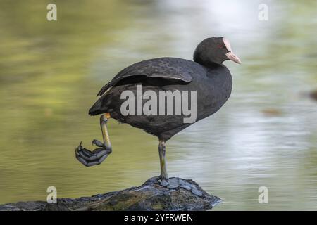 Fulica atra, der seine Federn auf einem Fluss reinigt. BAS-Rhin, Collectivite europeenne d'Alsace, Grand Est, Frankreich, Europa Stockfoto