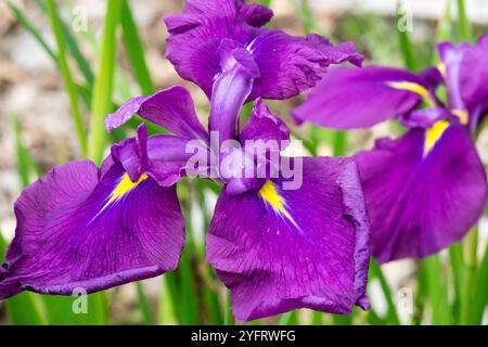 Lila Iris ensata „Royal Radiance“ Stockfoto