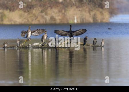 Der große Kormoran (Phalacrocorax carbo) und der Pygmäenkormoran (Microcarbo pygmaeus) standen auf einem Ast. Bas-Rhin, Elsass, Grand Est, Frankreich, Europa Stockfoto