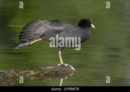 Eurasischer Huhn (Fulica atra), der seine Flügel auf einem Fluss ausdehnt. BAS-Rhin, Collectivite europeenne d'Alsace, Grand Est, Frankreich, Europa Stockfoto