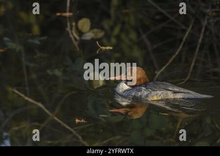 Gemeine Merganser (Mergus merganser), weiblich, die in einem Fluss schwimmen. Bas-Rhin, Elsass, Grand Est, Frankreich, Europa Stockfoto