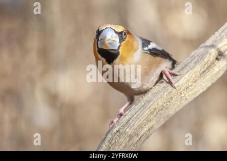 Hawfinch (Coccothraustes coccothraustes) thronte im Winter auf einem Ast im Wald. Bas-Rhin, Elsass, Grand Est, Frankreich, Europa Stockfoto