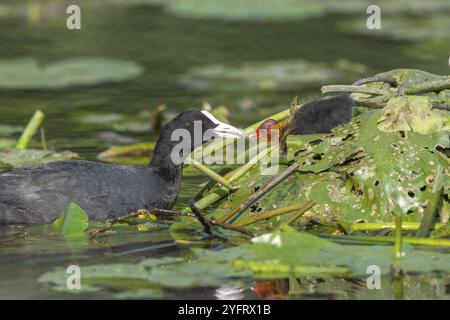 Eurasischer Coot (Fulica atra) kommt, um seine Küken zu füttern. Bas Rhin, Elsass, Frankreich, Europa Stockfoto