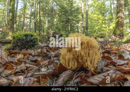 Clavaire-Pilz in einem Bergwald im Herbst. Vogesen, Elsass, Frankreich, Europa Stockfoto