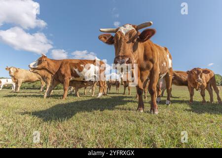 Herde von Montbeliarde-Kühen auf einer Weide. Doubs, Frankreich, Europa Stockfoto