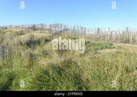 Schutz der Sanddünen in der Camargue, Espiguette Beach. Le Grau du ROI, Provence-Alpes-Cote d'Azur, Frankreich, Europa Stockfoto