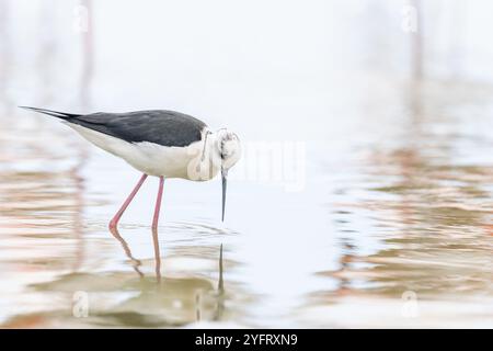 Schwarzflügelpfahl (Himantopus himantopus) als Fütterung in einem Sumpf. Saintes Maries de la Mer, Parc naturel regional de Camargue, Arles, Bouches du Rhone, P Stockfoto