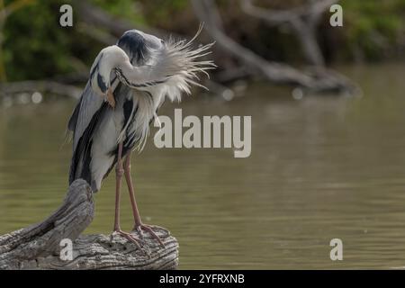 Graureiher (Ardea cinerea), der im Sumpf ruht und sein Gefieder reinigt. Saintes Maries de la Mer, Parc naturel regional de Camargue, Arles, Bouches du Rhone Stockfoto