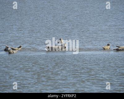 Robben ruhen ruhig auf einer Sandbank im ruhigen Meer, baltrum, ostfriesland, deutschland Stockfoto