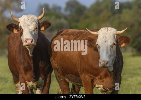 Braune Kuh auf grünem Gras, die während des Sommers in Frankreich auf einer Wiese fressen Stockfoto