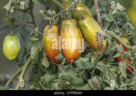 Tomaten, die im Spätsommer im Garten Reifen. Frankreich Stockfoto