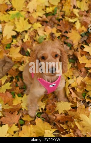 Ein neugieriger, 4 Monate alter Golden English Show Cocker Spaniel Welpe, der auf bunten Herbstblättern in einem Park sitzt und die Schönheit des Herbstlaub zeigt Stockfoto