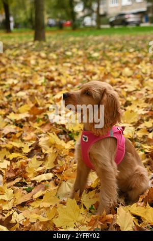 Ein geduldiger 4 Monate alter Golden English Show Cocker Spaniel Welpe sitzt auf bunten Herbstblättern in einem Park und zeigt die Schönheit des Herbstlaub Stockfoto