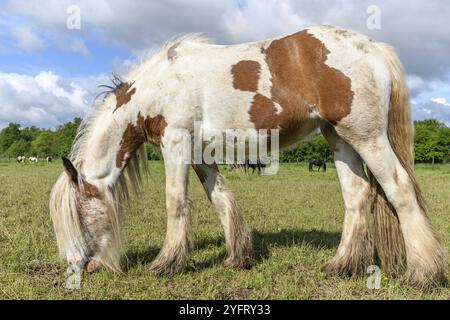 Irische Cob-Pferde auf einer Weide. Im Frühling auf dem französischen Land weiden Stockfoto