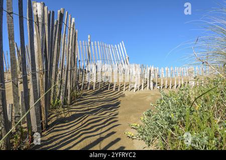 Schutz der Sanddünen in der Camargue, Espiguette Beach. Le Grau du ROI, Provence-Alpes-Cote d'Azur, Frankreich, Europa Stockfoto