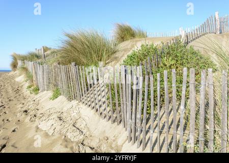 Schutz der Sanddünen in der Camargue, Espiguette Beach. Le Grau du ROI, Provence-Alpes-Cote d'Azur, Frankreich, Europa Stockfoto