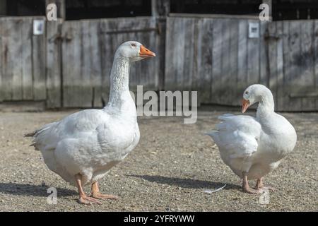Hausgänse (Anser anser domesticus) bei Paaren auf einem Bauernhof Stockfoto