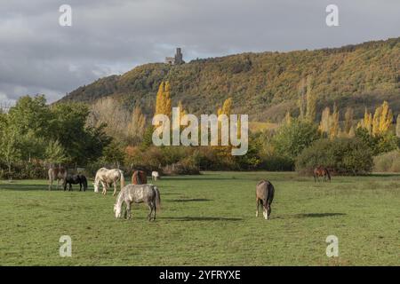 Pferde grasen im Herbst leise in einem Fahrerlager. Elsass, Frankreich, Europa Stockfoto