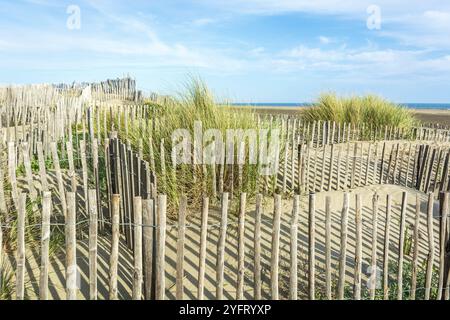 Schutz der Sanddünen in der Camargue, Espiguette Beach. Le Grau du ROI, Provence-Alpes-Cote d'Azur, Frankreich, Europa Stockfoto