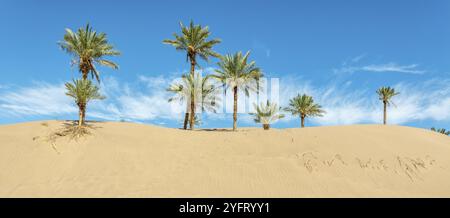 Dattelpalmen in Dünen der Oase in der Sahara-Wüste. Panorama, Panorama. Zagora, Marokko, Afrika Stockfoto