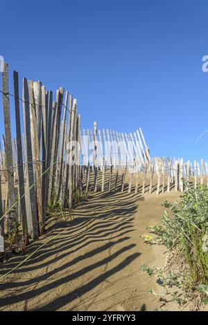 Schutz der Sanddünen in der Camargue, Espiguette Beach. Le Grau du ROI, Provence-Alpes-Cote d'Azur, Frankreich, Europa Stockfoto