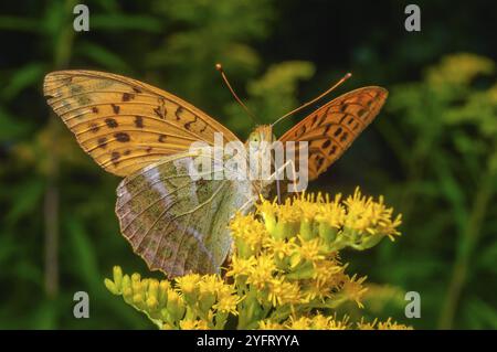 Silbergewaschene Fritillerie (Argynnis paphia) in die Blüten gelegt. BAS-Rhin, Collectivite europeenne d'Alsace, Grand Est, Frankreich, Europa Stockfoto