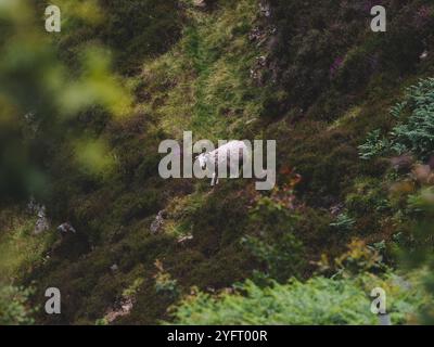 Schafe im Schlangenwald - Forestry England Stockfoto