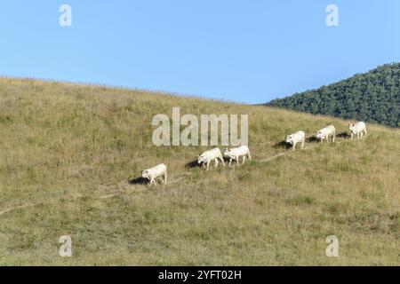Herde von Charolais-Kühen auf einer Weide. Drome, Frankreich, Europa Stockfoto