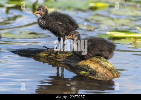 Familie von Küken, die in einem Fluss nach Nahrung suchen. Elsass, Frankreich, Europa Stockfoto