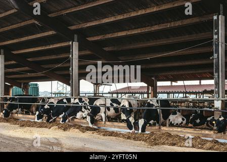 Kälberkuh im Käfig, Pflege der Bio-Landwirtschaft, Futter für Heugrassilage Haustiere, Milchviehrassen, Kuhstall Fütterung. Fleckvieh, glückliche Milchkühe Stockfoto