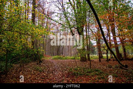 Dundee, Tayside, Schottland, Großbritannien. November 2024. Wetter in Großbritannien: Das nebelige und nasse Herbstwetter verstärkt die natürliche Pracht der Dundee Templeton Woods. Blätter fallen und die Bodenbedeckung der Blätter von den Bäumen sorgt für eine atemberaubende Farbgebung der Saison im gesamten schottischen Wald. Quelle: Dundee Photographics/Alamy Live News Stockfoto