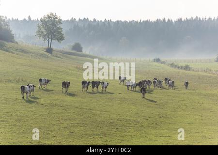 Herde von Montbeliarde-Kühen auf einer Weide. Doubs, Frankreich, Europa Stockfoto