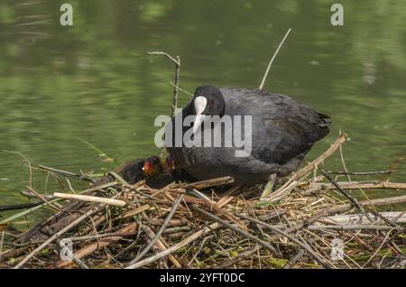 Eurasischer Coot (Fulica atra) schützt seine Küken auf dem Nest. Bas-Rhin, Elsass, Grand Est, Frankreich, Europa Stockfoto