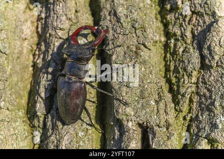 Im Frühjahr ist der Hirschkäfer auf dem Stamm einer Eiche. Frankreich Stockfoto