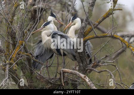 Drei graue Reiher (Ardea cinerea) auf demselben Nest in einer Nistkolonie. Saintes Maries de la Mer, Parc naturel regional de Camargue, Arles, Bouches du Stockfoto