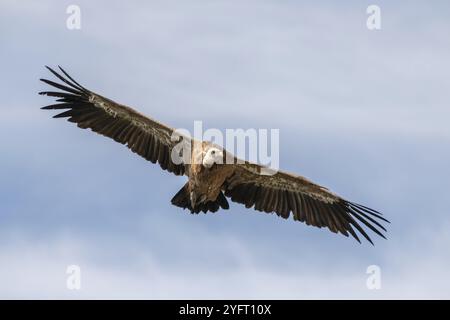 Der Greifgeier (Gyps fulvus) steigt mühelos in den steigenden Luftströmungen der Jonte Gorge auf. Le Rozier, Millau, Grands Causses, Florac, Lozere, Okzitanisch Stockfoto