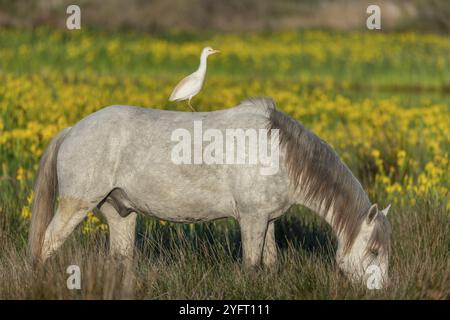 Camargue-Pferd und Rinderreiher (Bubulcus ibis) bei Symbiose in einer Sumpfblüte mit gelben Iris. Saintes Maries de la Mer, Parc naturel regional d Stockfoto