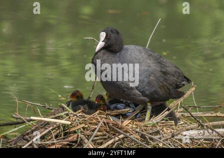 Eurasischer Coot (Fulica atra) schützt seine Küken auf dem Nest. Bas-Rhin, Elsass, Grand Est, Frankreich, Europa Stockfoto