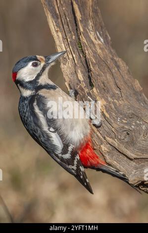 Großer Spotted Woodspecht (Dendrocopos Major) auf einem Ast im Wald. Bas-Rhin, Elsass, Grand Est, Frankreich, Europa Stockfoto