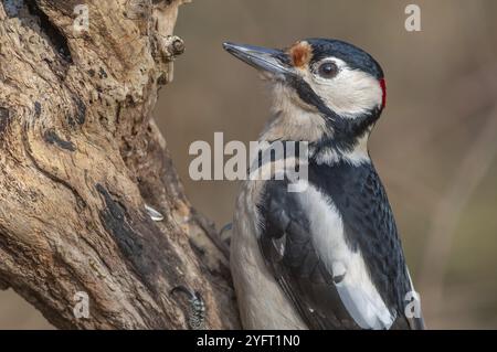 Großer Spotted Woodspecht (Dendrocopos Major) auf einem Ast im Wald. Bas-Rhin, Elsass, Grand Est, Frankreich, Europa Stockfoto