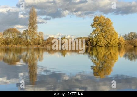 Überflutete Wiese nach starkem Regen. Herbstlandschaft. BAS-Rhin, Collectivite europeenne d'Alsace, Grand Est, Frankreich, Europa Stockfoto