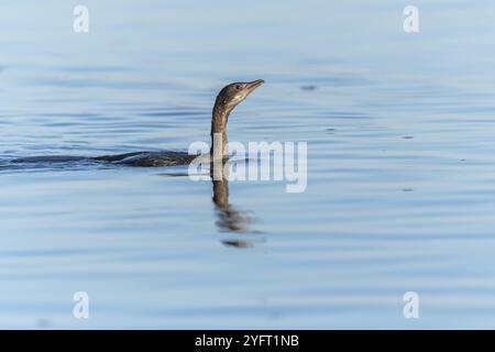 Pygmäenkormoran (Microcarbo pygmaeus) schwimmen im Wasser auf der Suche nach Nahrung. Bas-Rhin, Elsass, Grand Est, Frankreich, Europa Stockfoto