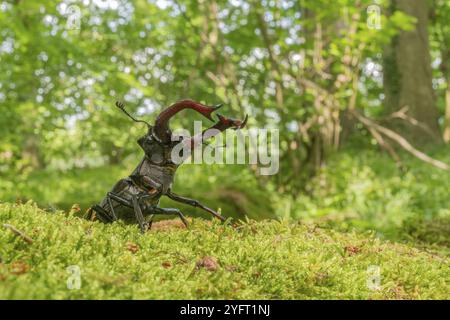 Hirschkäfer-Männchen (Lucanus cervus) auf dem Stamm eines toten Baumes im Frühling. BAS Rhin Elsass, Grand EST, Frankreich, Europa Stockfoto