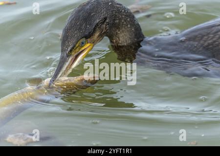 Ein großer Aal kämpft um der Flucht vor einem großen Kormoran (Phalacrocorax carbo) Stockfoto