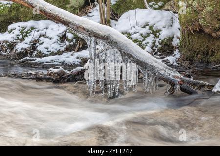 Eiszapfen hängen an einem Zweig über einem Fluss. Bas-Rhin, Elsass, Grand Est, Frankreich, Europa Stockfoto